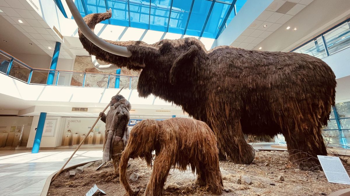 Nové Dolní Věstonice? Unikátní nález kostí 19 mamutů v Ústí nad Labem